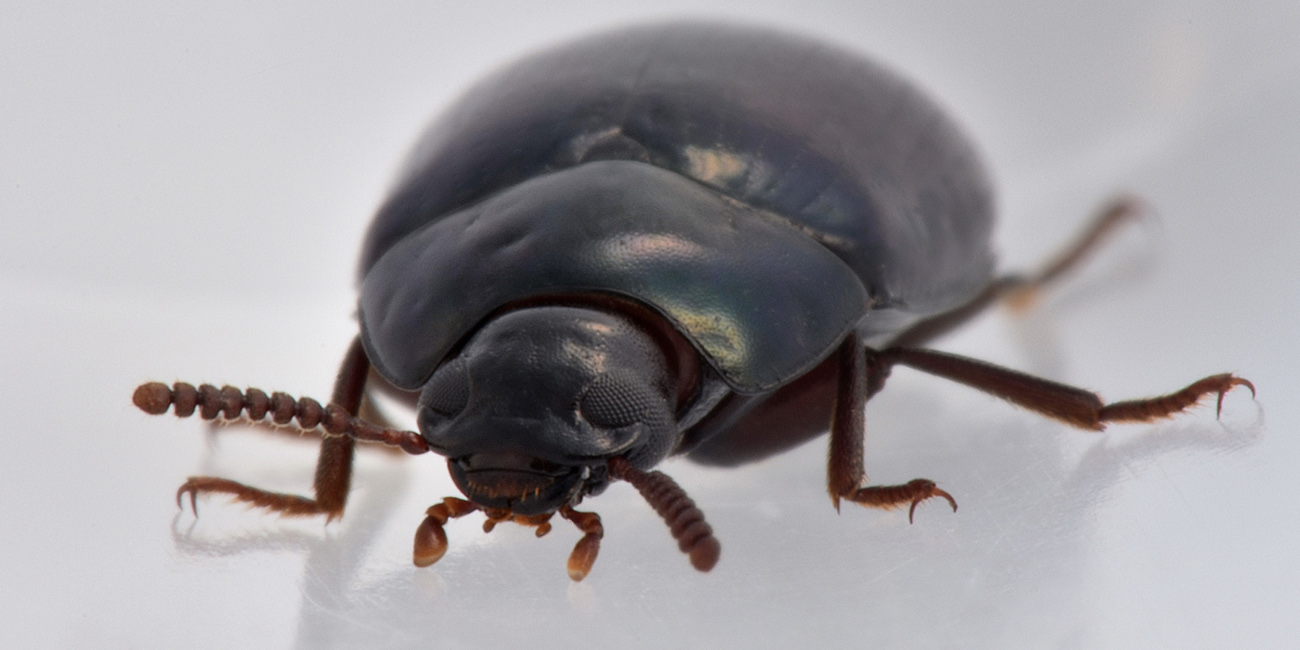 Tenebrionidae: Platydema violaceum? S